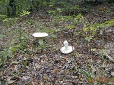 Мухомор-яйцевидный_Абрау_стация